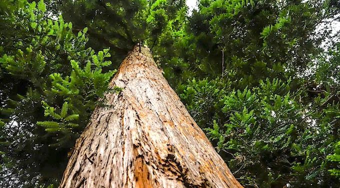 ESPOIR – Une filière séquoia pour les Landes et les Pyrénées-Atlantiques